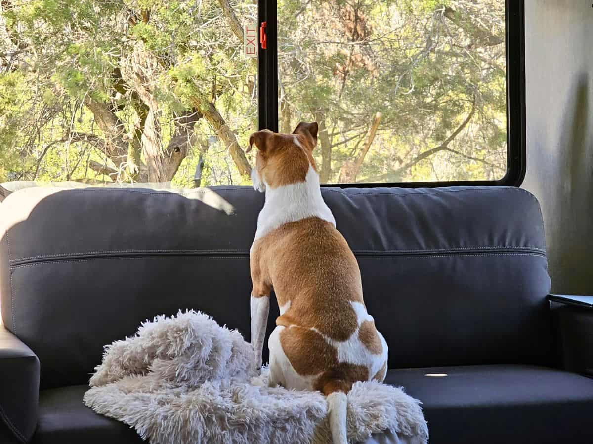 RV Hacks for Dogs