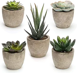 Succulents in Pots