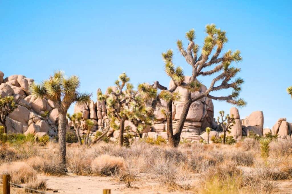 Joshua Tree National Park