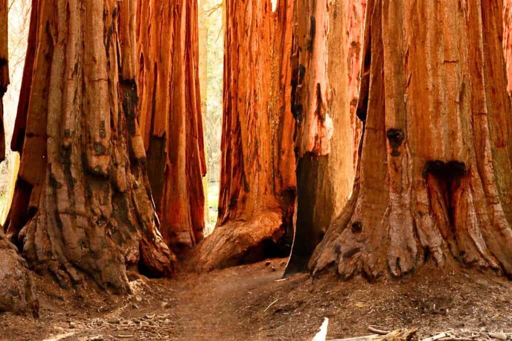 Sequoia National Park